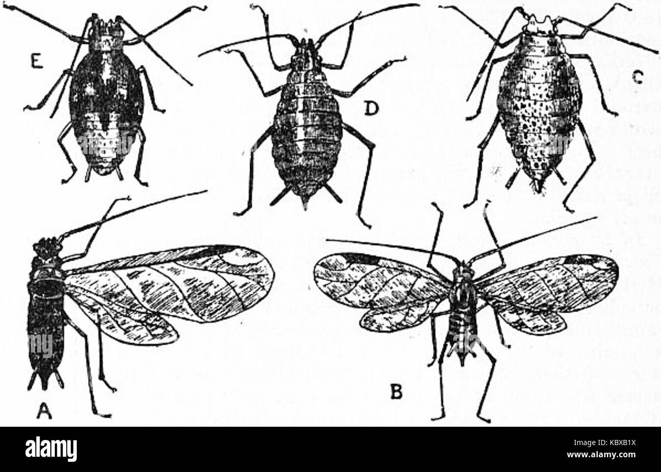 Britannica ökonomische Entomologie 5 Stockfoto
