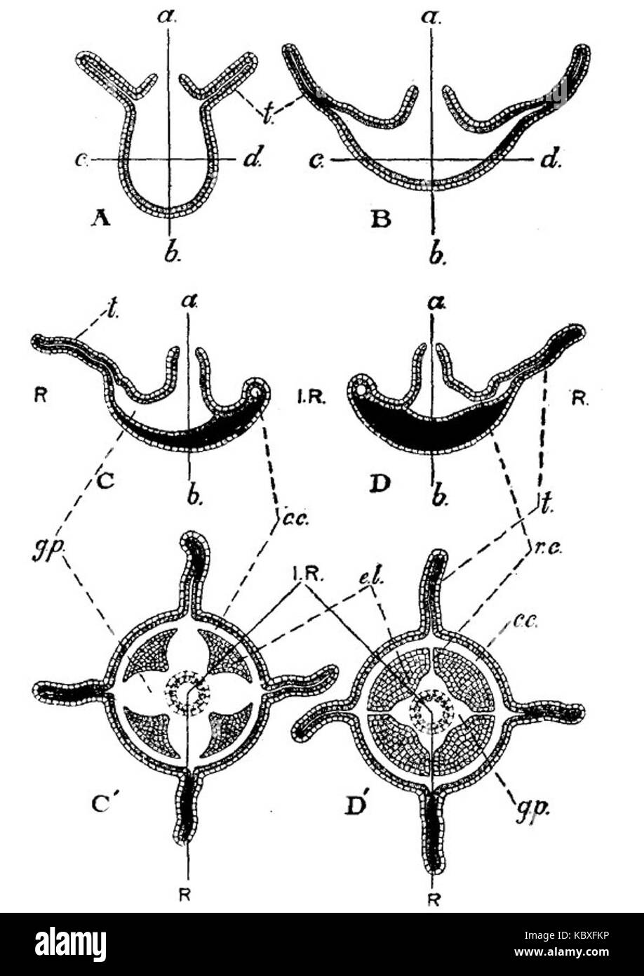 Diese Illustration aus der Encyclopaedia Britannica von 1911 zeigt Hydrozoa, eine Klasse kleiner, meist Meerestiere. Sie bietet eine detaillierte Darstellung ihrer physischen Eigenschaften und ihres Lebensraums. Stockfoto