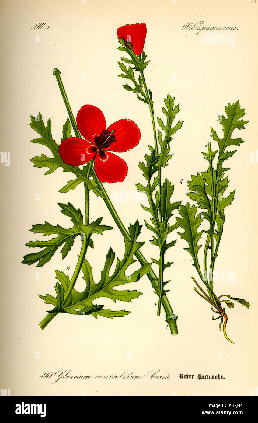 Diese Abbildung zeigt Glaucium corniculatum, allgemein bekannt als gehörnter Mohn, und zeigt seine besonderen Merkmale und botanischen Merkmale. Stockfoto