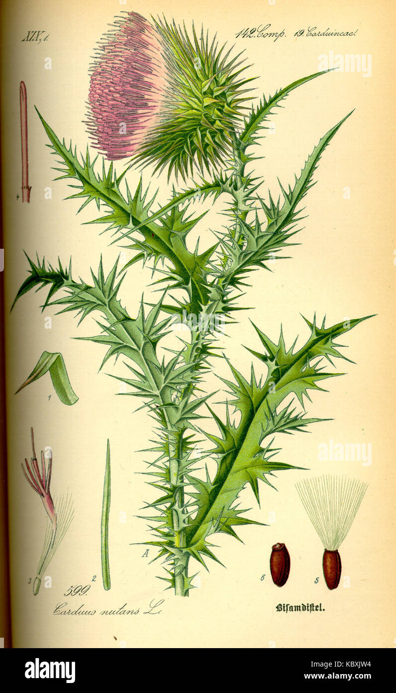 Carduus nutans, allgemein bekannt als Muskenthistle, wird in dieser botanischen Illustration dargestellt, die seine Besonderheiten und ihre Rolle bei der Identifizierung und Taxonomie der Pflanzen unterstreicht. Stockfoto Carduus nutans, allgemein bekannt als Muskenthistle, wird in dieser botanischen Illustration dargestellt, die seine Besonderheiten und ihre Rolle bei der Identifizierung und Taxonomie der Pflanzen unterstreicht. Stockfoto