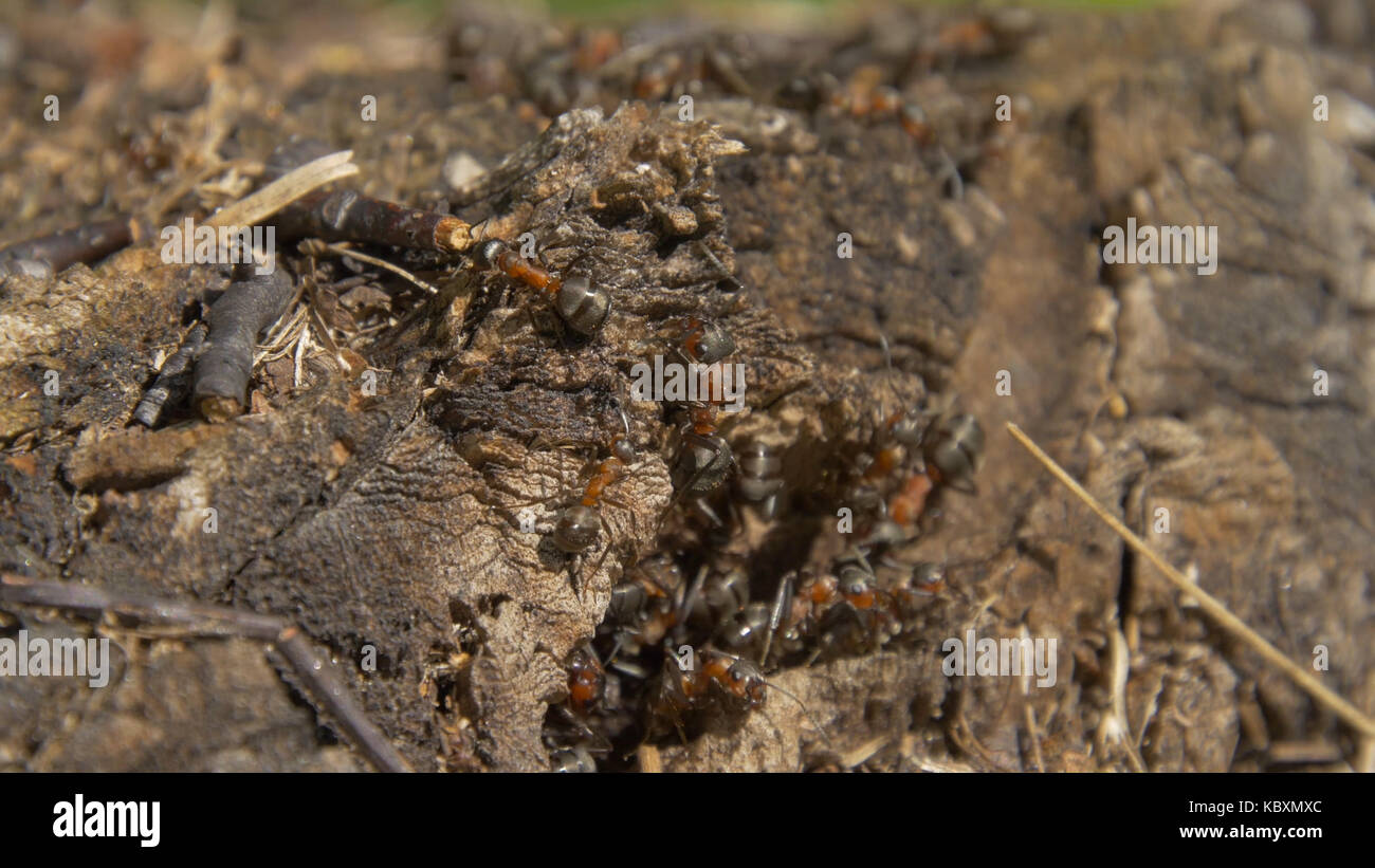 Ameisen in der Natur. Teamwork: Schwarze und rote Ameisen auf Holz- Oberfläche mit Steinen. Ameisen marschieren auf einem Zweig Stockfoto