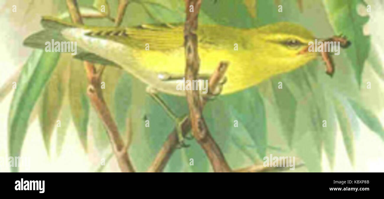 Phylloscopus sibilatrix Stockfoto