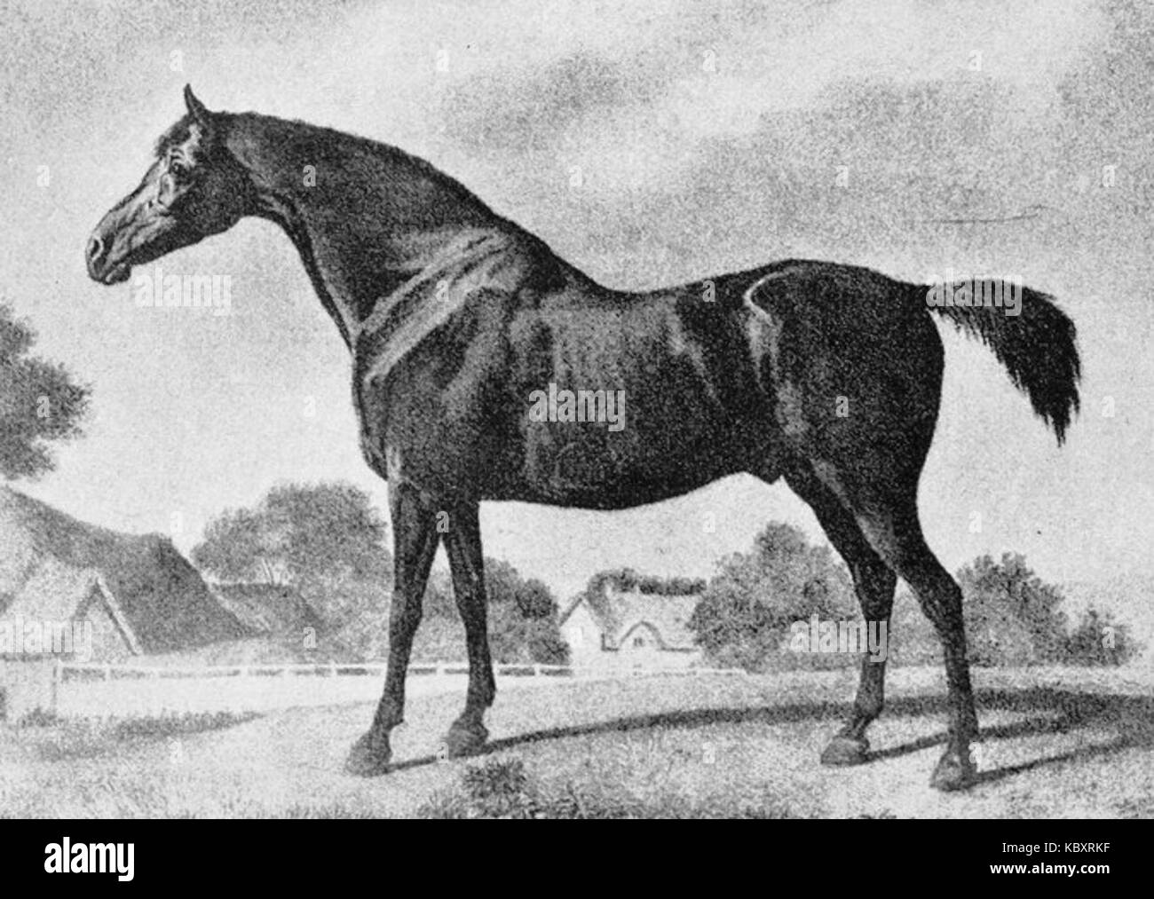 Sweetbriar Stockfoto