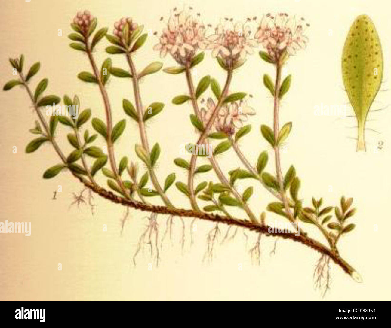 Thymus serpyllum backtimjan 1. Stockfoto