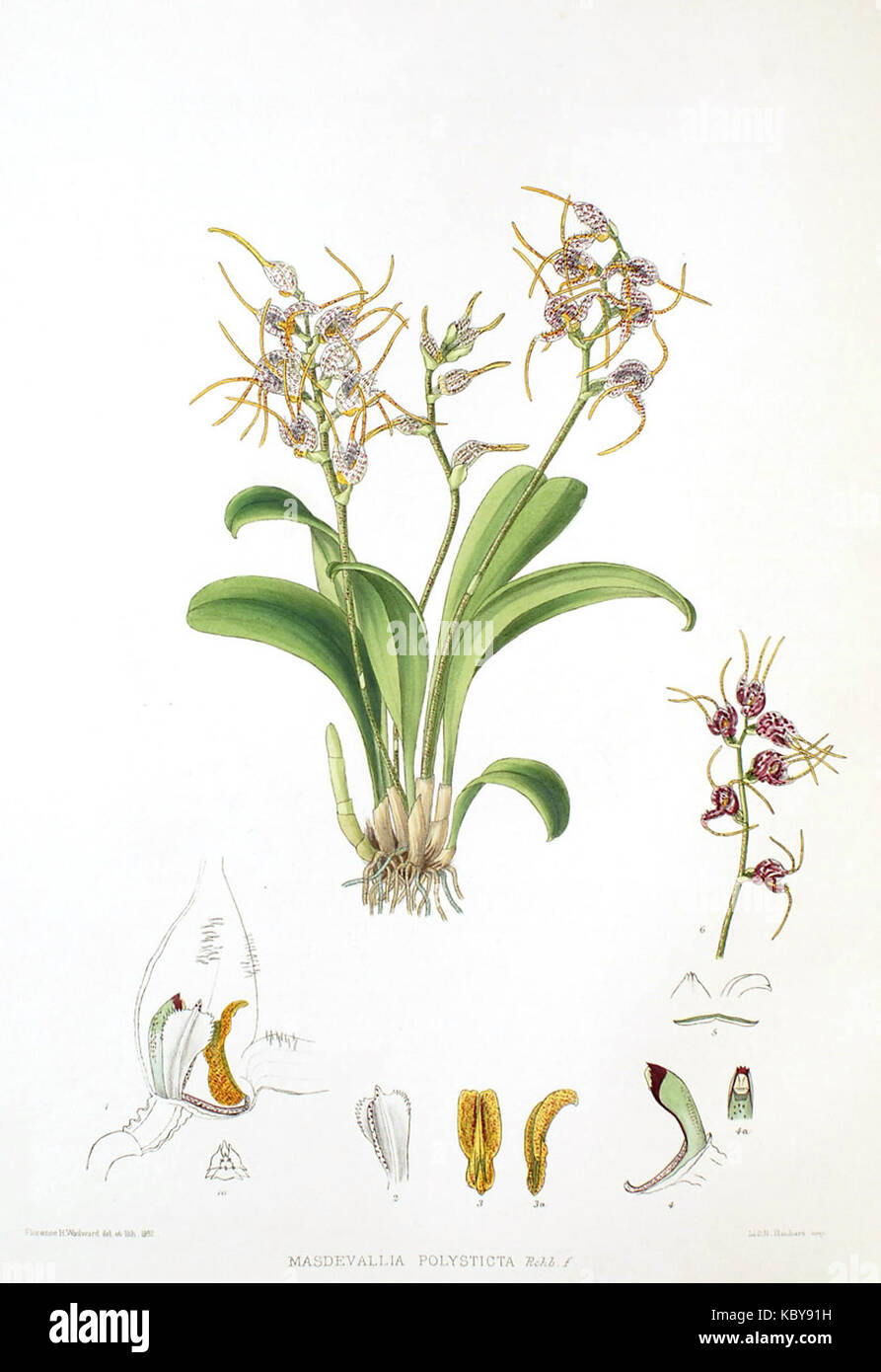 Die Gattung Masdevallia Masdevallia Woolward polysticta Stockfoto