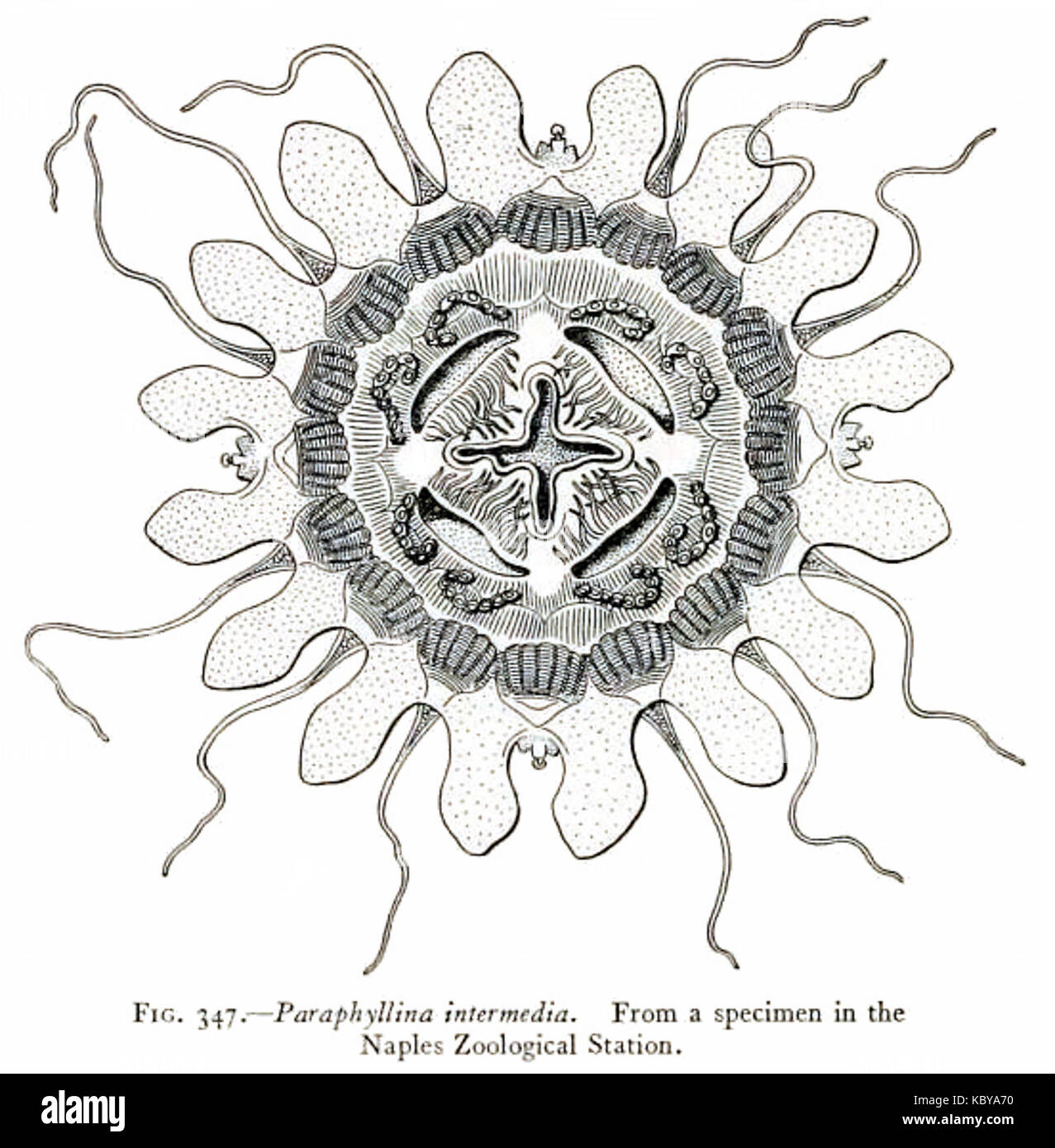Medusae der Welt Vol 03 Abb. 347 Paraphyllina intermedia