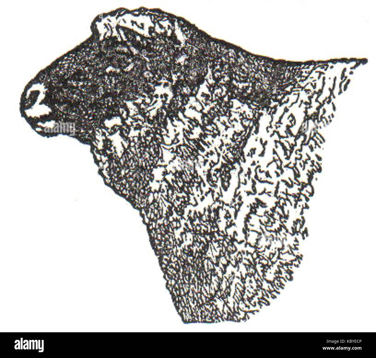 NSRW Southdown Schafe Stockfoto