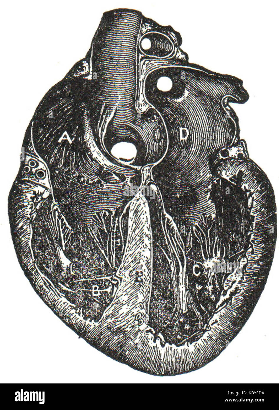 NSRW menschlichen Herzen Stockfoto