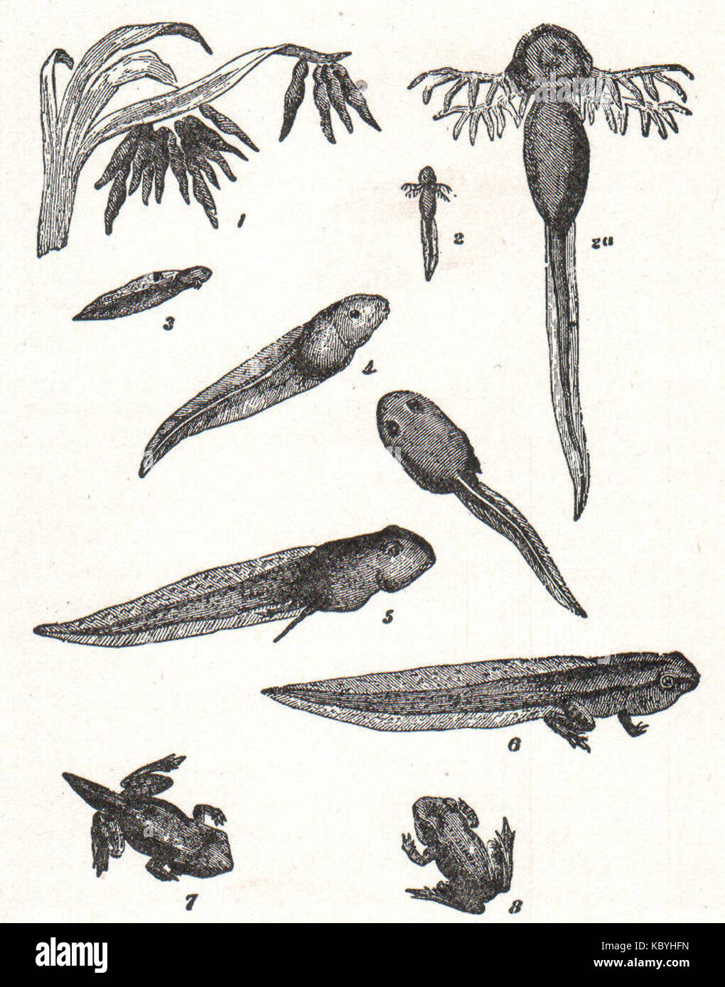 NSRW Phasen im Leben Geschichte der Frosch Stockfoto