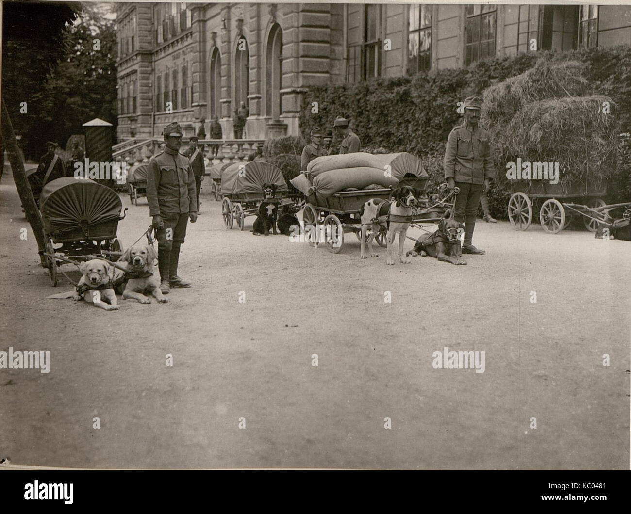 Inspizierung der Hundekolonne durch Exllz. G. O.V. Hazai beim (BildID) 15799188 Stockfoto