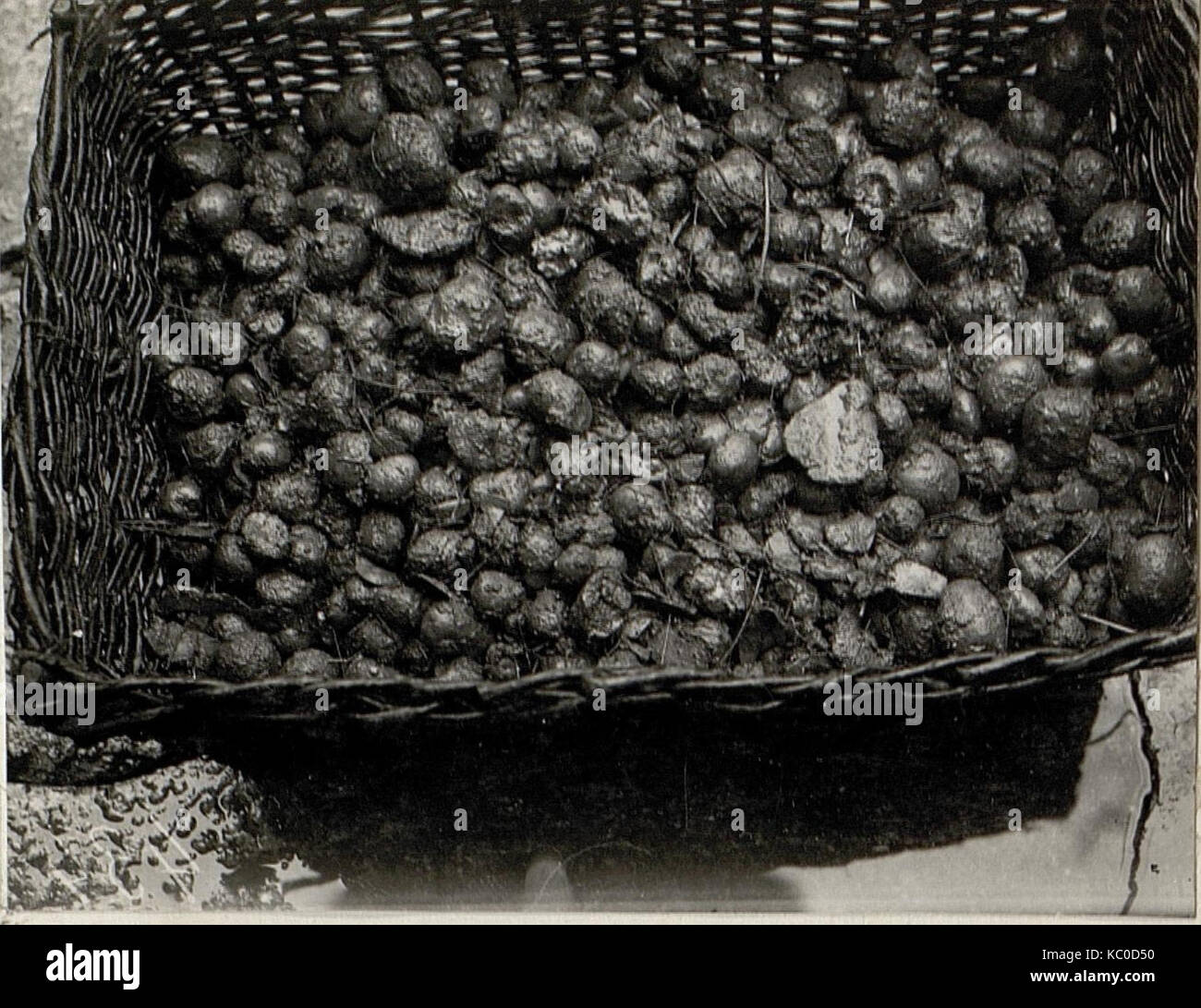 Gefaulte Kartoffeln beim 11. armeekommando Trient (BildID) 15628077 Stockfoto