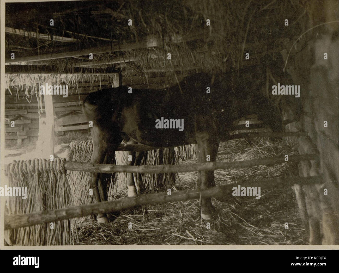 Dieses Bild zeigt eine militärische Szene mit Artillerie, die eine 15 cm lange Haubitze der deutschen Armee während des Ersten Weltkriegs zeigt, wahrscheinlich Teil einer Bataillonübungen. Stockfoto