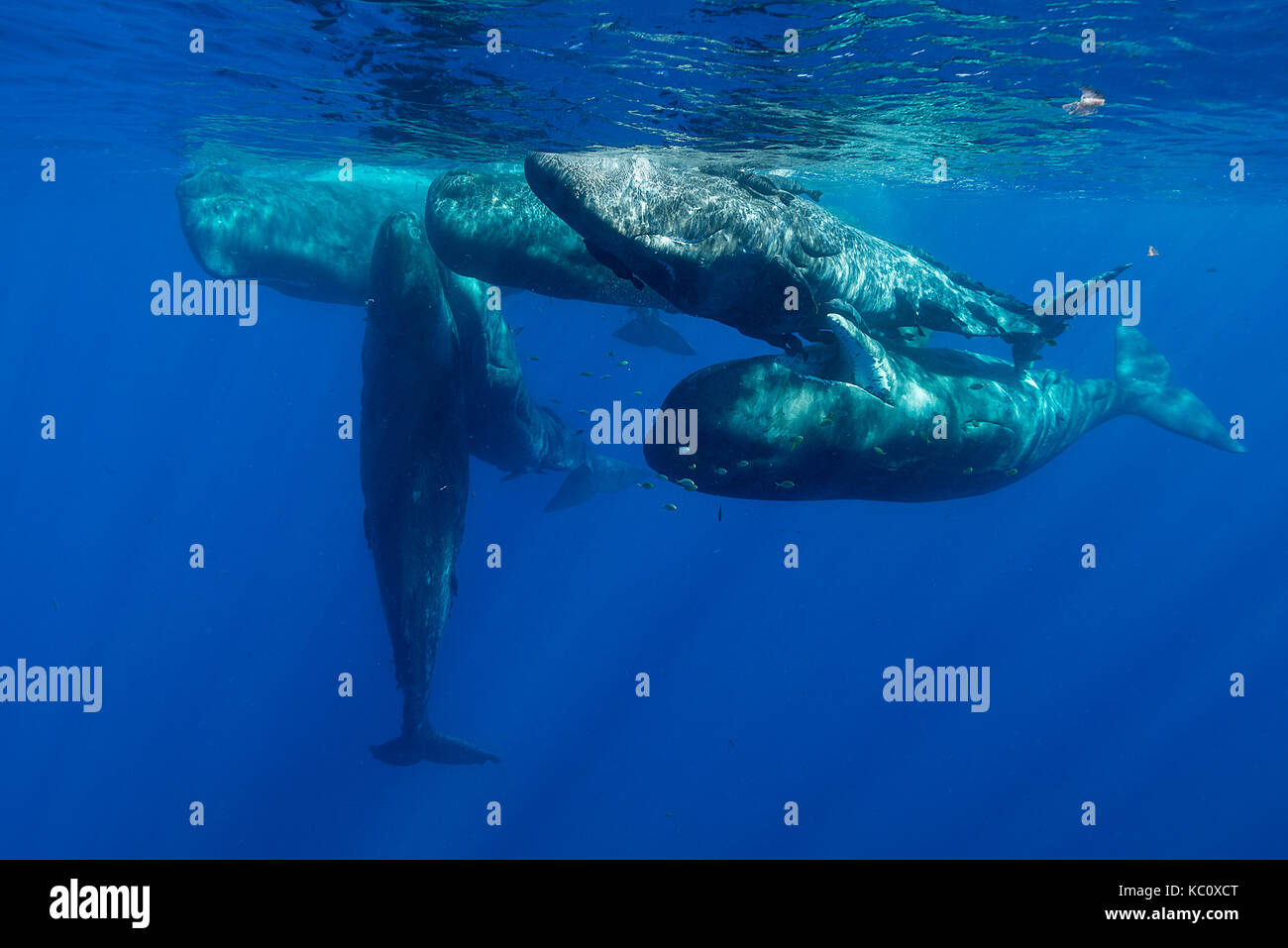 Pod der Pottwal Kälber und Jugendliche in einer sozialen Gruppe, Indischer Ozean, North Western Mauritius. Stockfoto