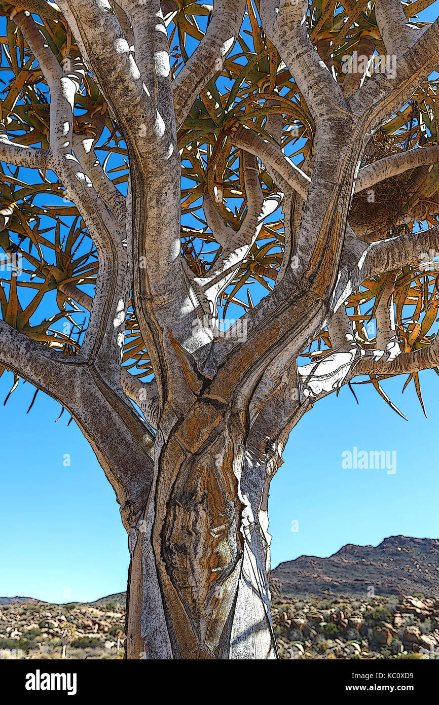 Köcherbaum, oder der Köcherbaum Aloidendron dichotomum (syn. Aloe dicotoma) in der Nähe von Kamieskroon, Western Cape, Südafrika. Posterised Bild. Stockfoto
