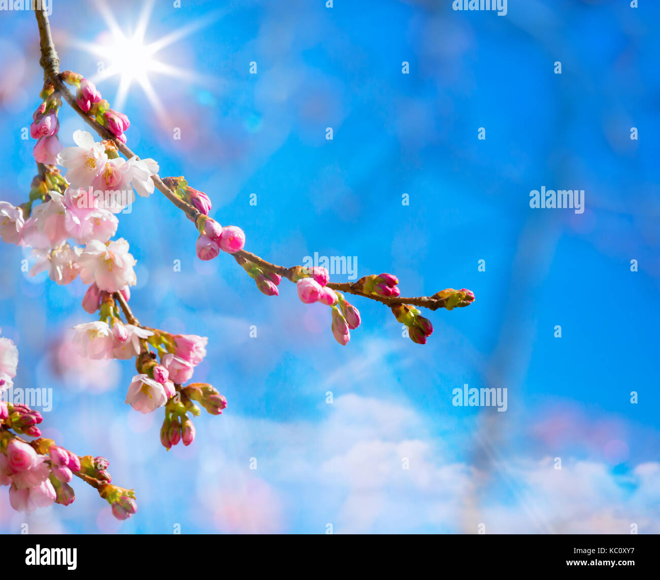 abstrakt Frühlings Rand Hintergrund mit rosa Blüte Stockfoto