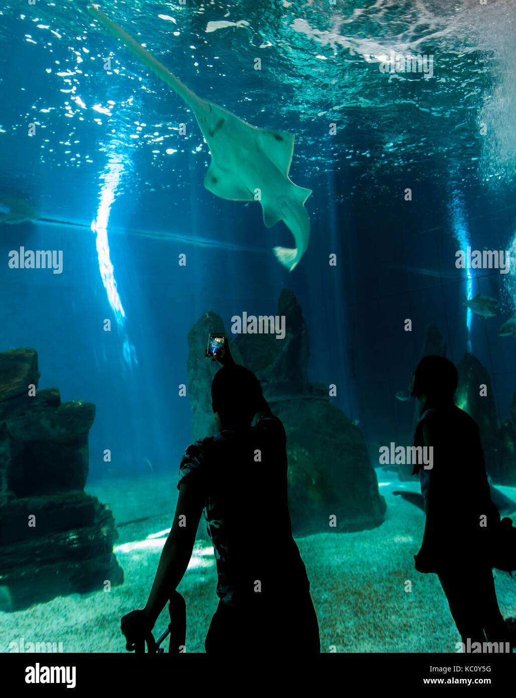 Genua, Italien - Juni 2, 2015: Nicht identifizierte Personen in Genua Aquarium. Das Aquarium von Genua ist das größte Aquarium in Italien und zu den größten in der EU Stockfoto
