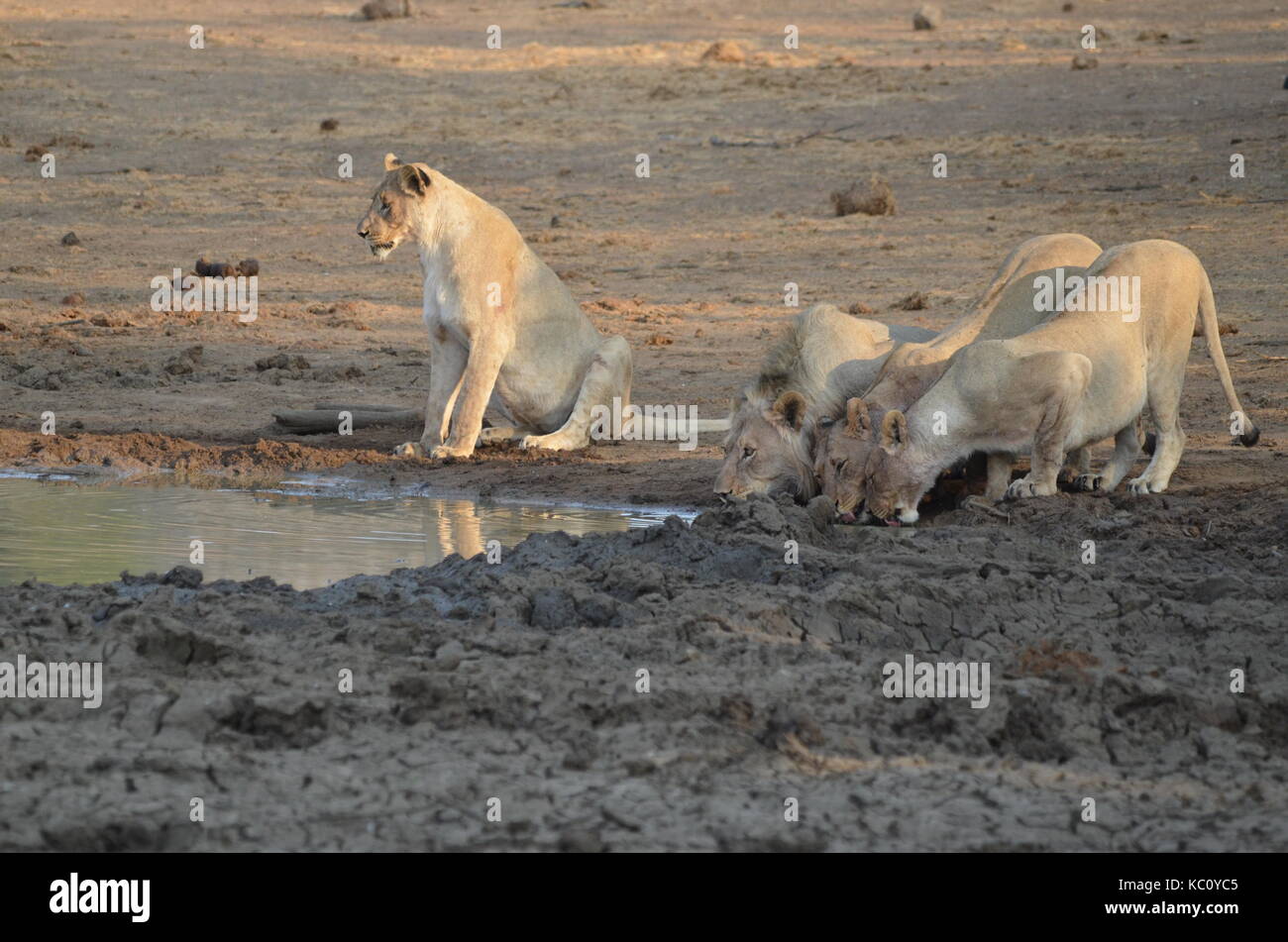 Ein Stolz des Löwen (Panthera leo) Trinkwasser - Pilanesberg National Park, Südafrika Stockfoto