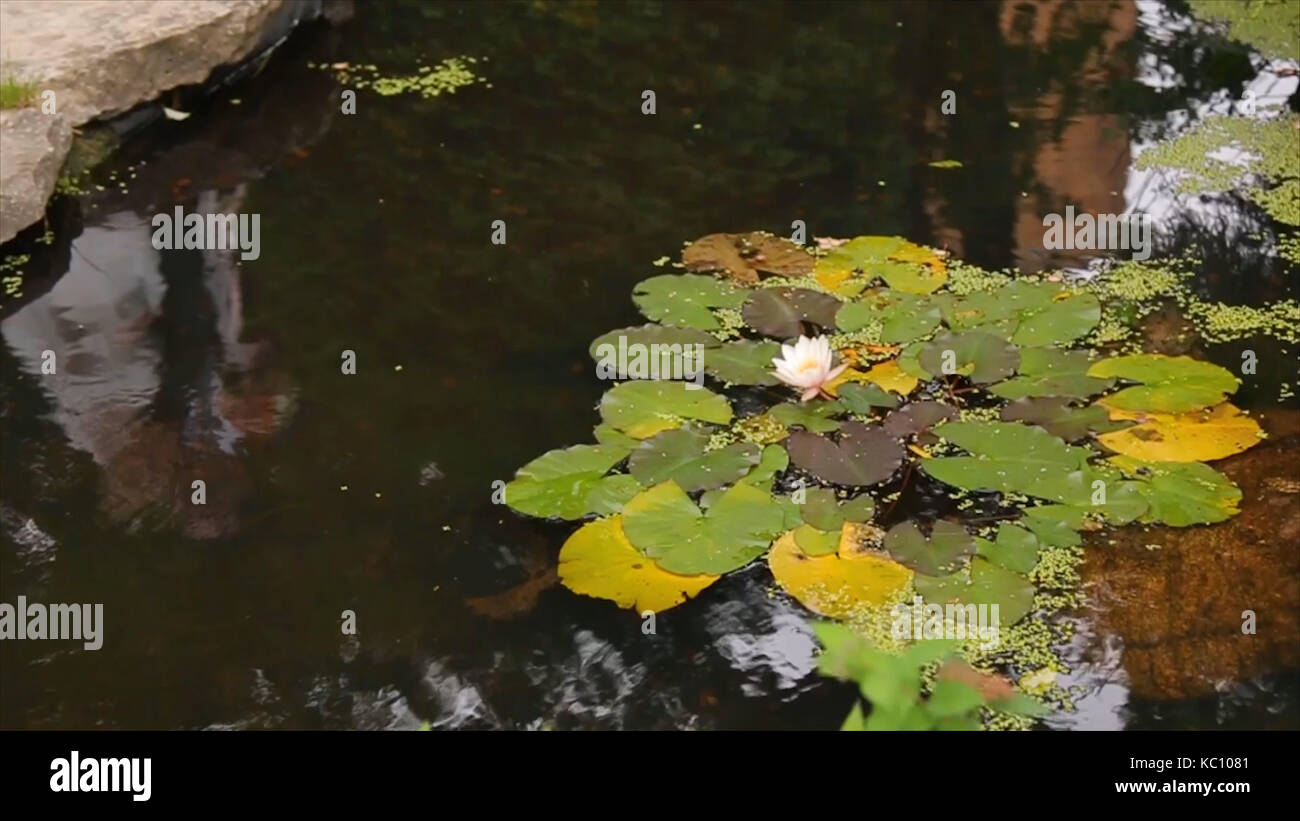 Schöne Blumen und Blätter im Sumpf. Der Sumpf Lotus. Blumen und Blätter