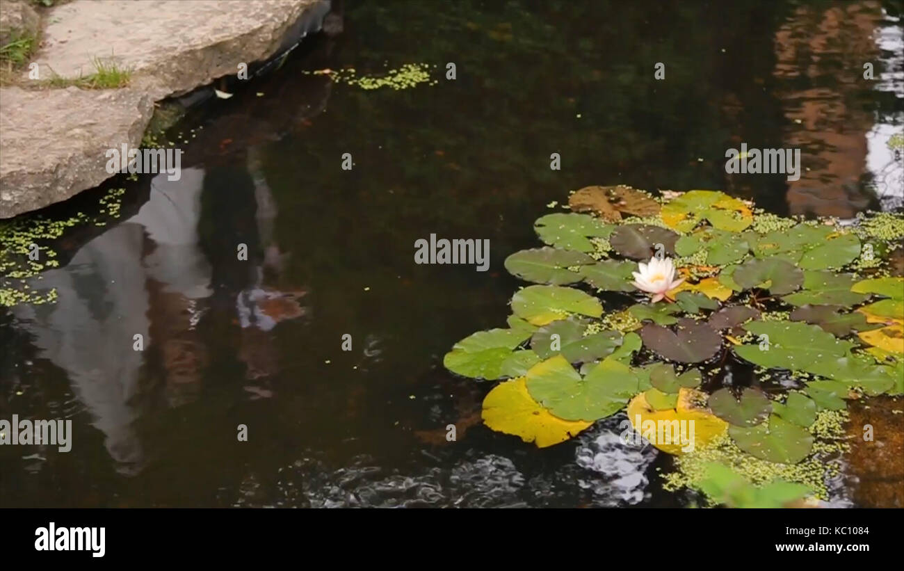 Schöne Blumen und Blätter im Sumpf. Der Sumpf Lotus. Blumen und Blätter