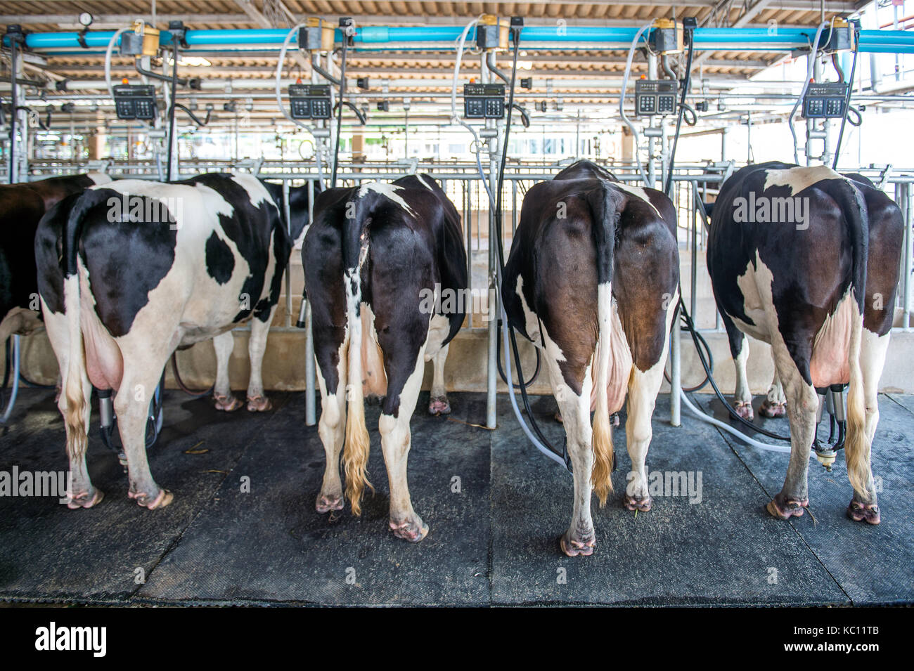 Kühe in Bauernhof, Kuh melken Einrichtung mit modernen Melkmaschinen. Stockfoto