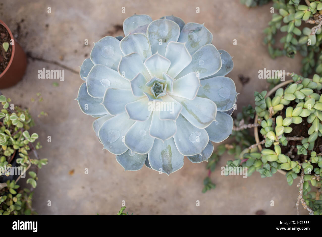 Garten pflanzen Haus Kaktus von oben Symmetrie sukkulente Pflanze flach  ECHEVERIA LILACINA Stockfotografie - Alamy