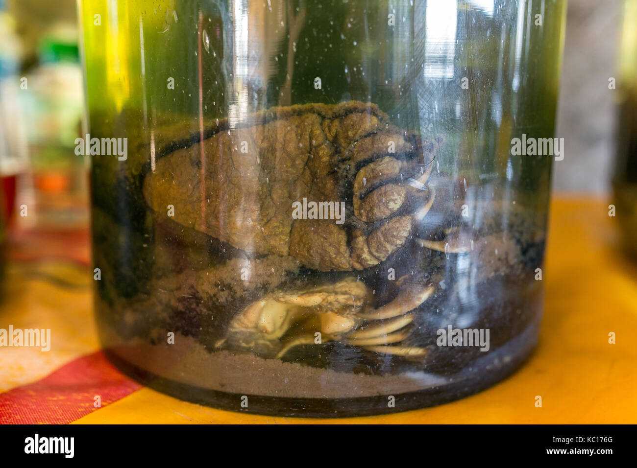 In Laos werden zum Verkauf stehende Krallen aus dem asiatischen Schwarzbären (Ursus Thibetanus) fermentiert Stockfoto
