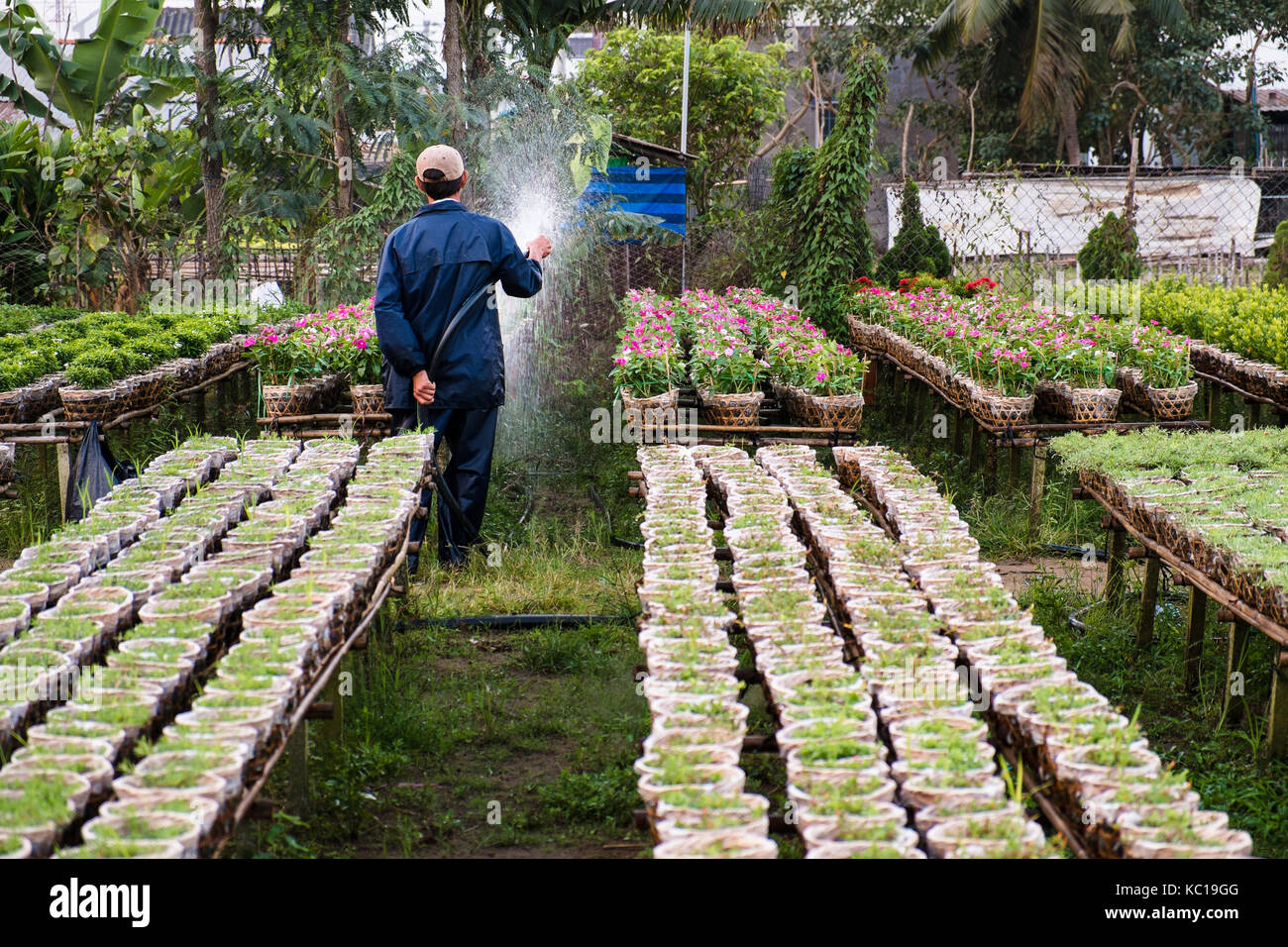 Ein Gärtner, der Gewässer die Blumen in seinem Garten in Sa Dez, dong Thap, Vietnam. Sa Dez (sadec) ist einer der größten Blume Bestände im Mekong Delta. Stockfoto