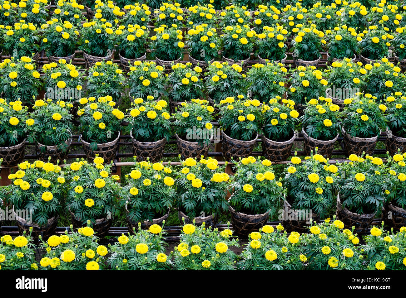 Gelbe daisy flowers Feld in blühende Zeit, Sa Dez, dong Thap, Vietnam. sadec (Sa Dez) ist Platz, viele Blumen zum chinesischen Neujahrsfest (TET) Stockfoto