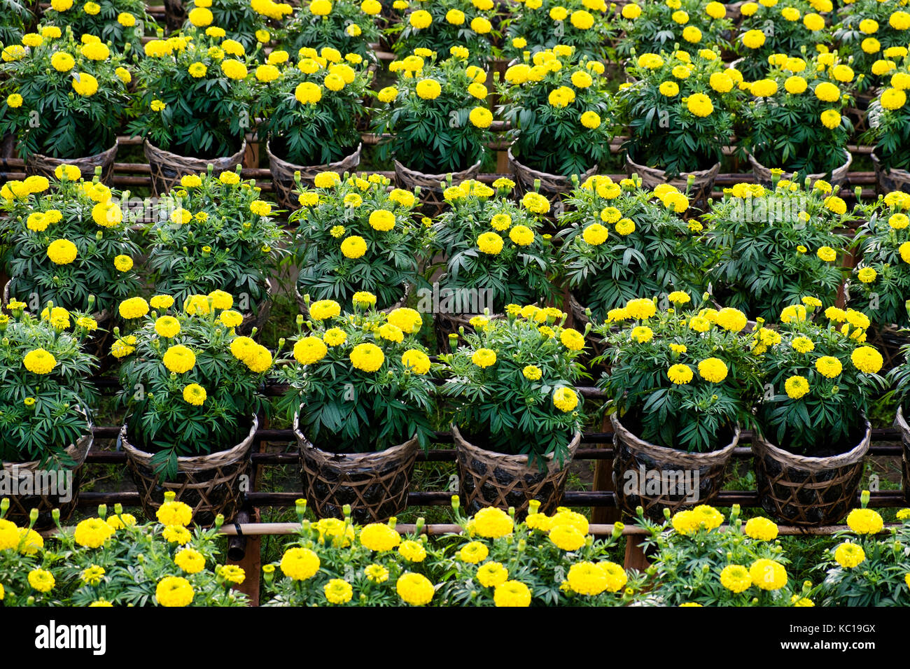 Gelbe daisy flowers Feld in blühende Zeit, Sa Dez, dong Thap, Vietnam. sadec (Sa Dez) ist Platz, viele Blumen zum chinesischen Neujahrsfest (TET) Stockfoto
