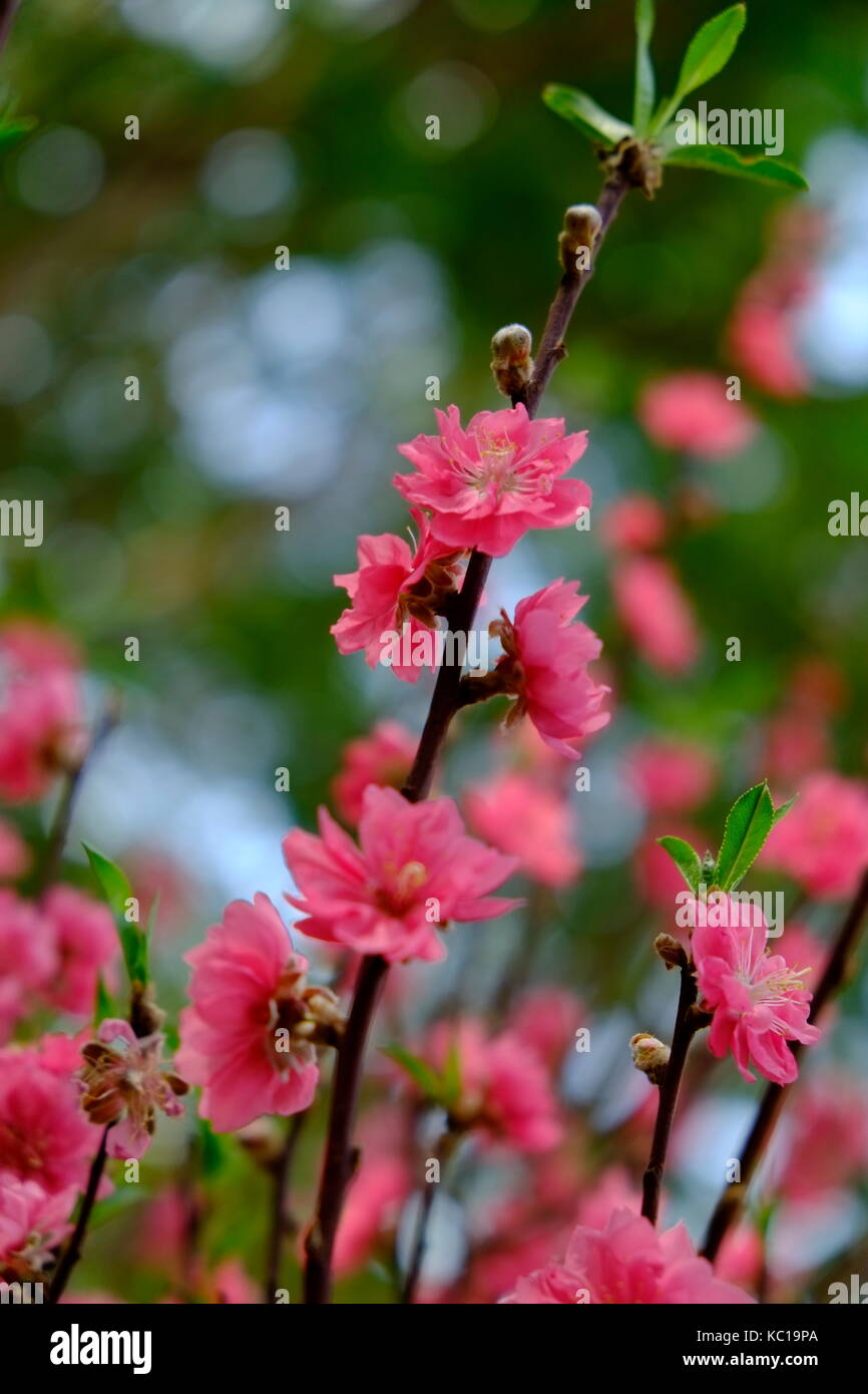 Peach Blossom im Frühjahr, 23/9 Park, Ho Chi Minh City, Vietnam Stockfoto