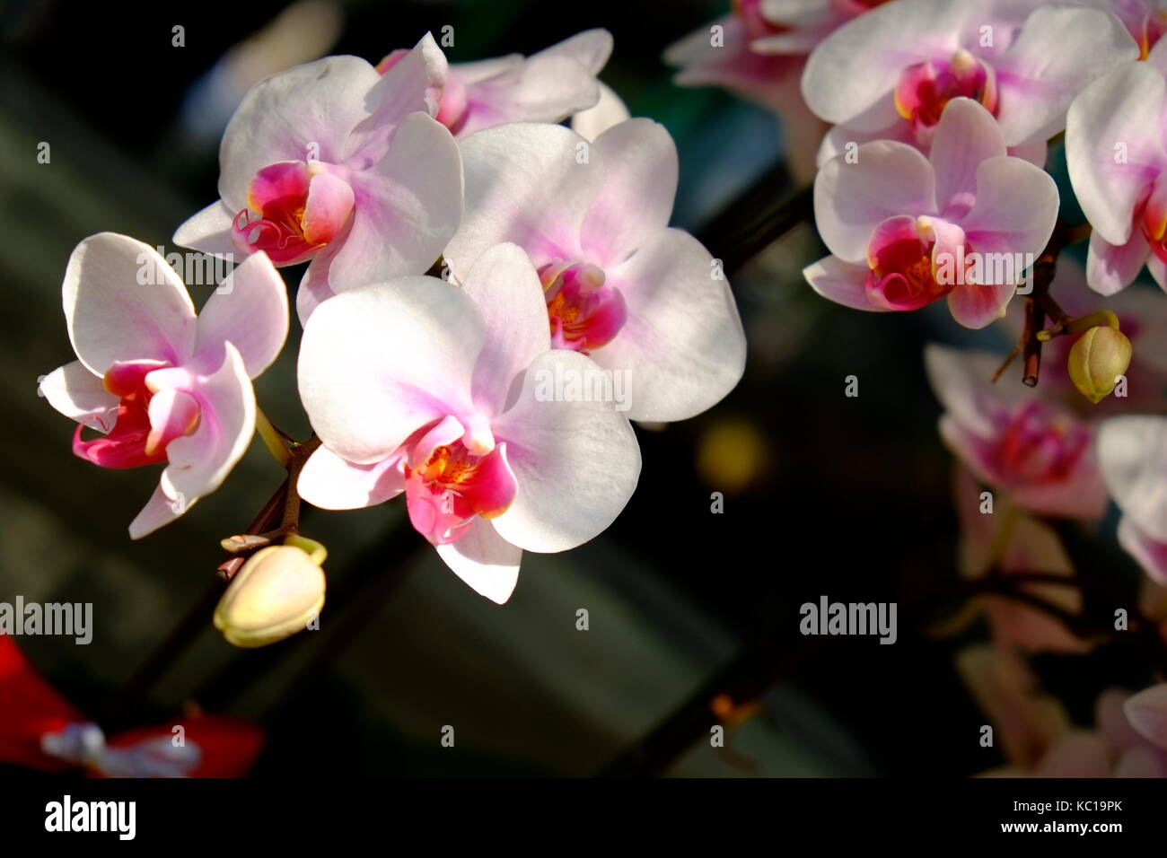Schöne weiße Motte Orchidee Blumen im Frühling Stockfoto