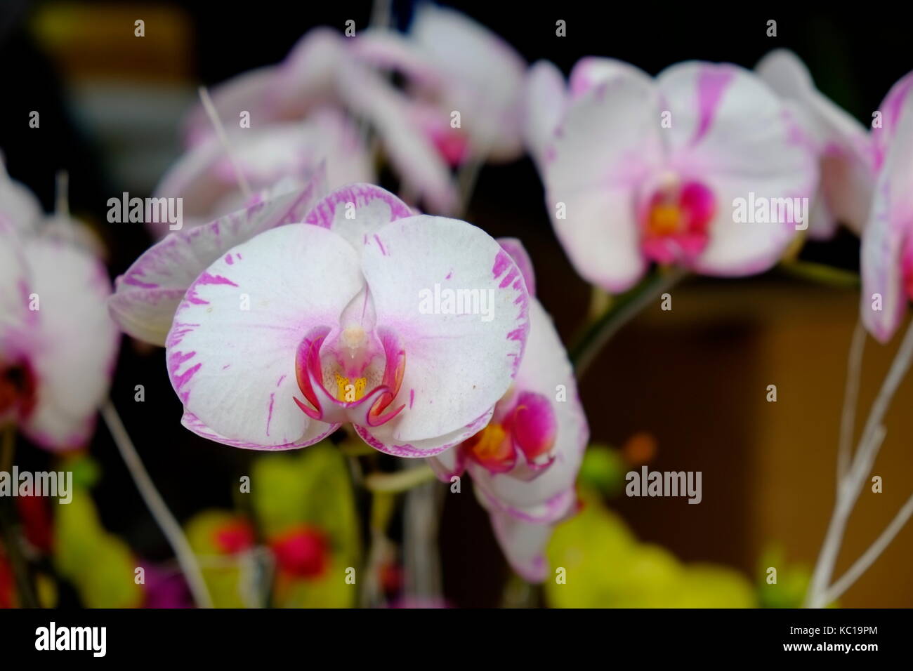 Schöne weiße Motte Orchidee Blumen im Frühling Stockfoto