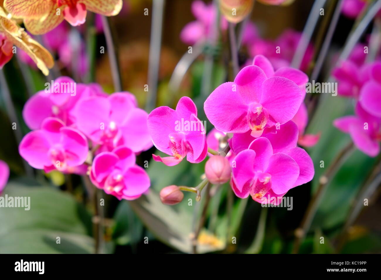 Schönen violetten Motte Orchidee Blumen im Frühling Stockfoto
