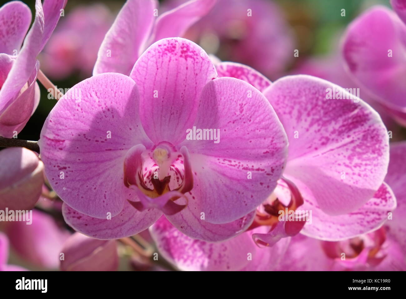 Schönen violetten Motte Orchidee Blumen im Frühling Stockfoto