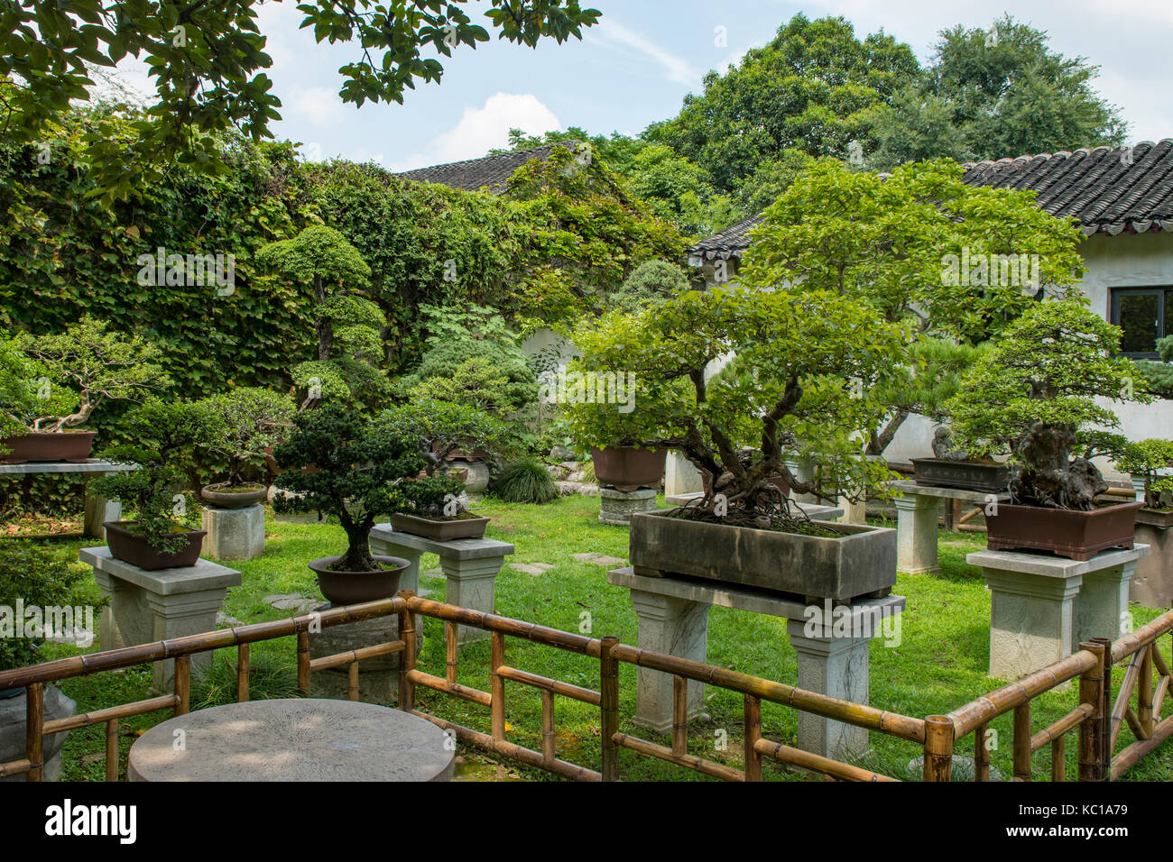 Ruan Bonsai Garden Pflege | Fasci Garden