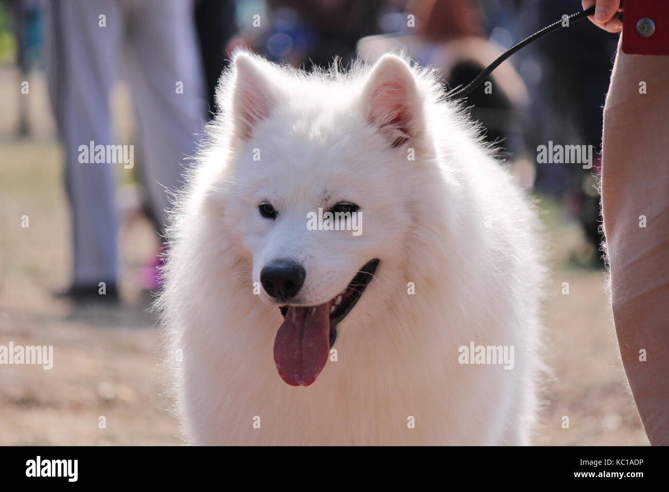 Samoyed Hund Stockfoto