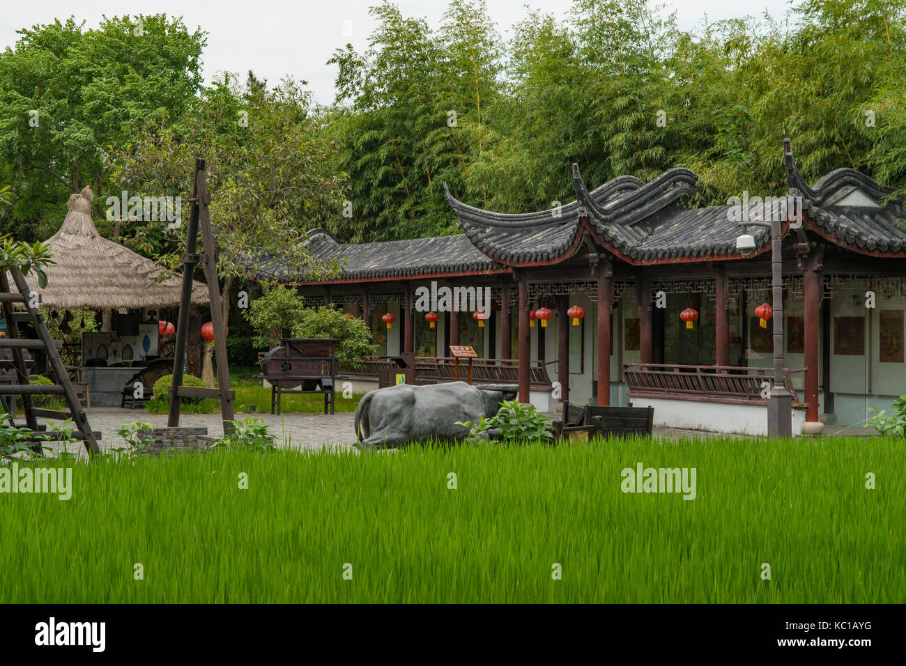Reisfeld in kezhi Garten, zhujiajiao, China Stockfoto