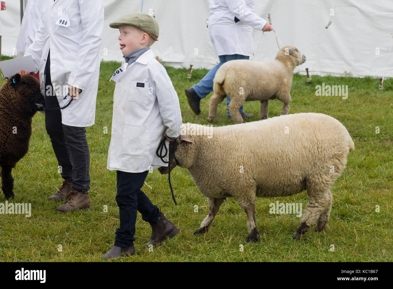 Little Boy und seine Schafe in einer Show Stockfoto