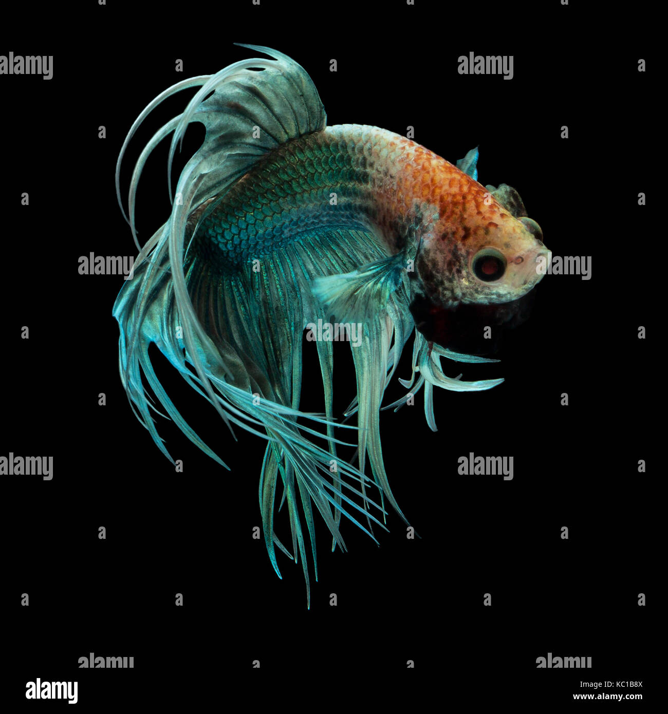 Rote Und Blaue Krone Betta Fische Mit Einem Weissen Hintergrund Aus Der Zugewandten Seite Links Stockfotografie Alamy