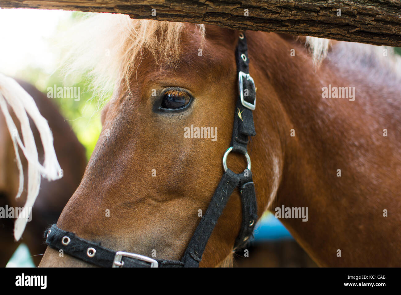 Portrait einer jungen pony Nahaufnahme Stockfoto