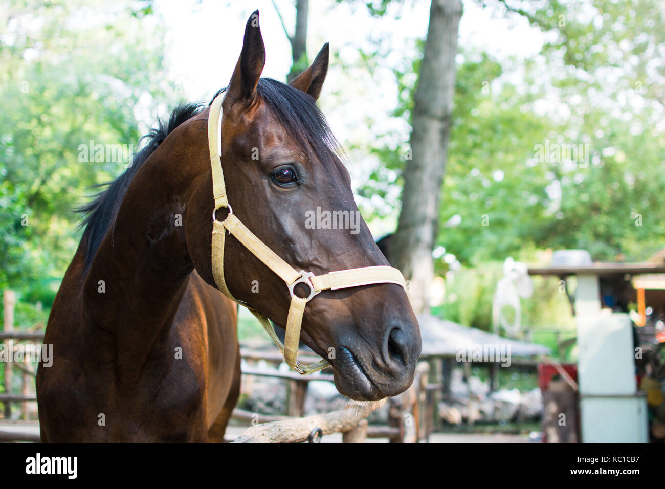 Porträt eines braunen Pferdes Nahaufnahme Stockfoto