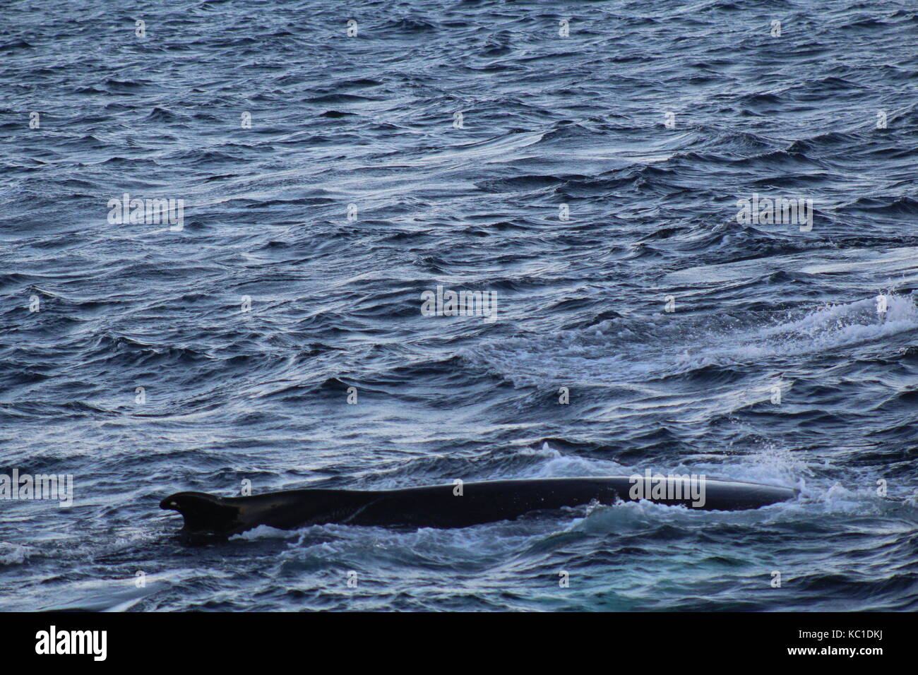Buckelwal auftauchen im Fjord in der Nähe von Tromsø Stockfoto