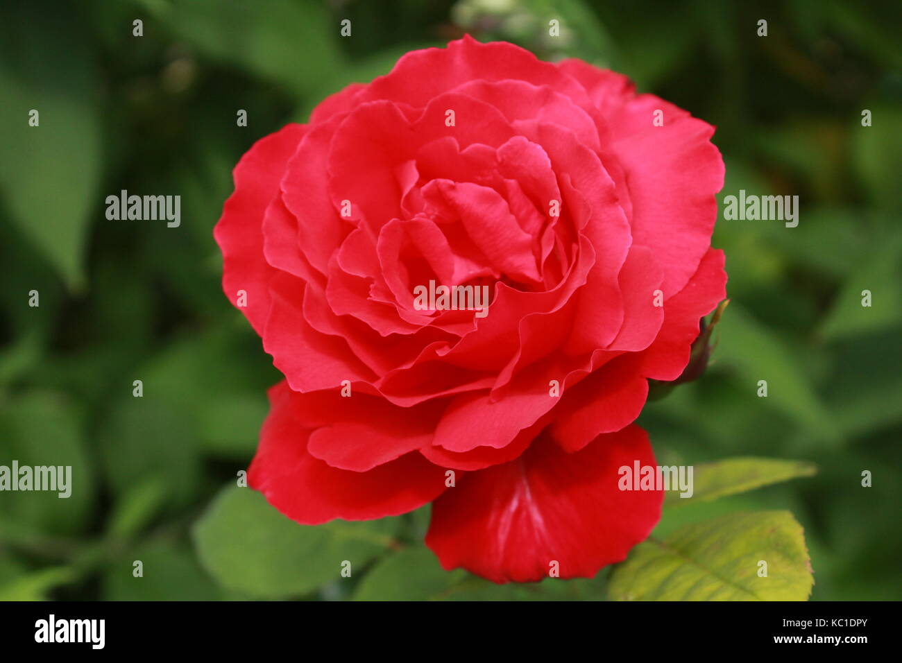 Eine Nahaufnahme von einem roten Camellia Stockfoto