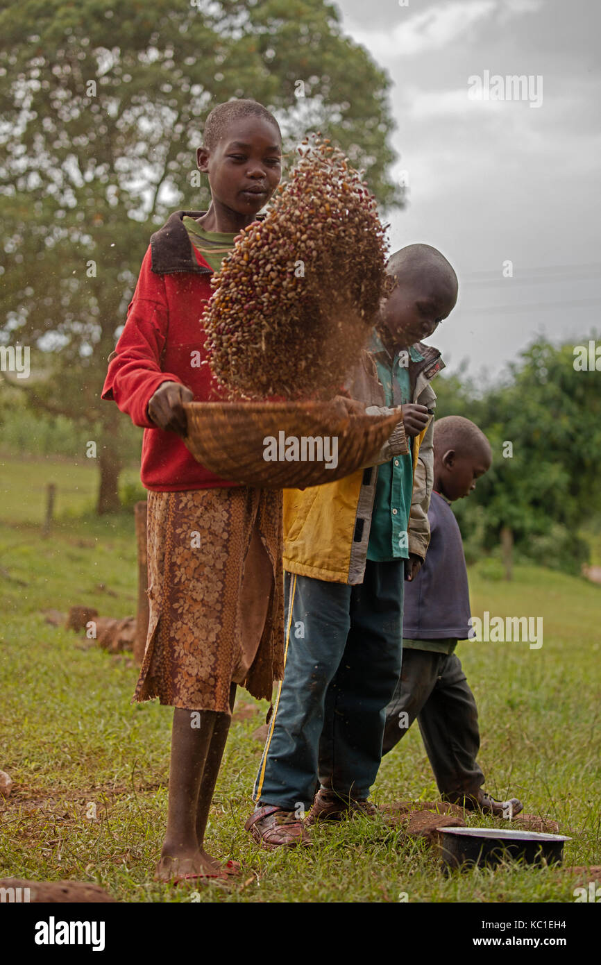 Mädchen, das Bohnen winkelt, Kenia Stockfoto