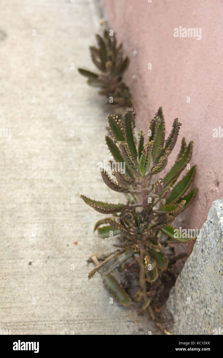 Sukkulenten Linie ein Riss zwischen dem Gehweg und ein rosa Wand im französischen Viertel, New Orleans. Stockfoto