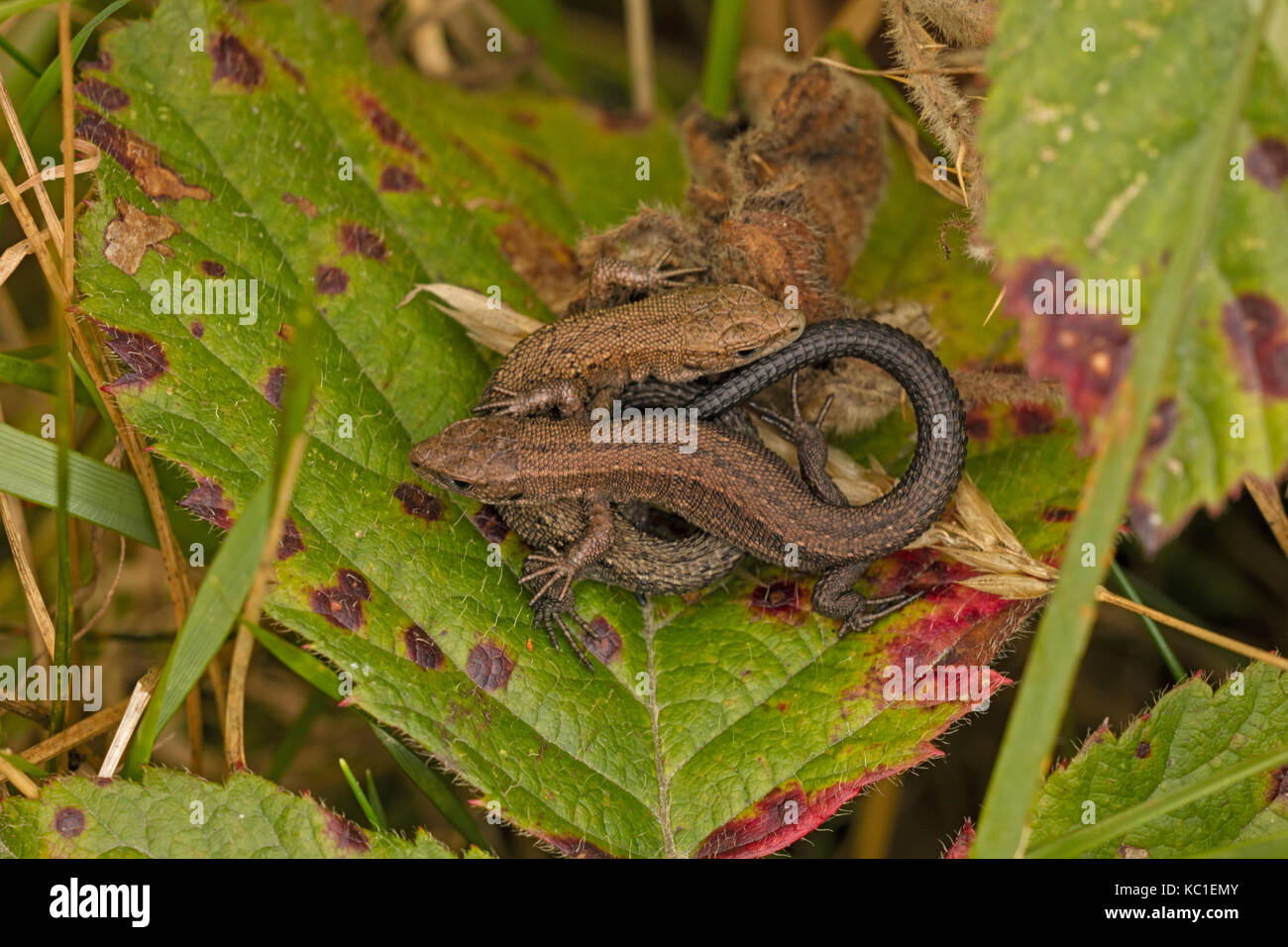 Gemeinsame Eidechsen (Lacerta vivipara), zwei jungen Aalen, Herefordshire, England, Großbritannien Stockfoto