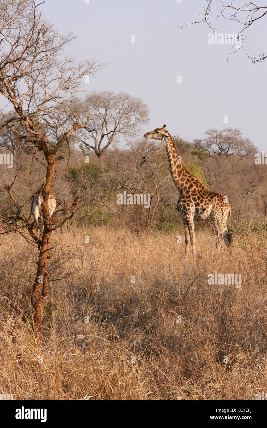 Giraffen im Krüger National Park, Südafrika Stockfoto