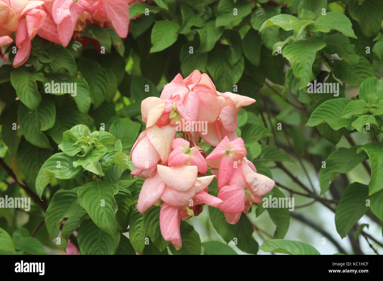 Mussaenda philippica Stockfoto