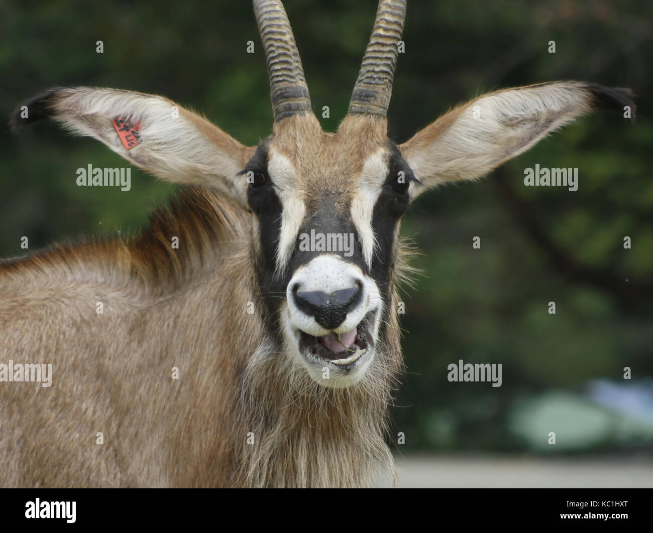 Antilope Roana (Hippotragus Equinus) (1) Stockfoto