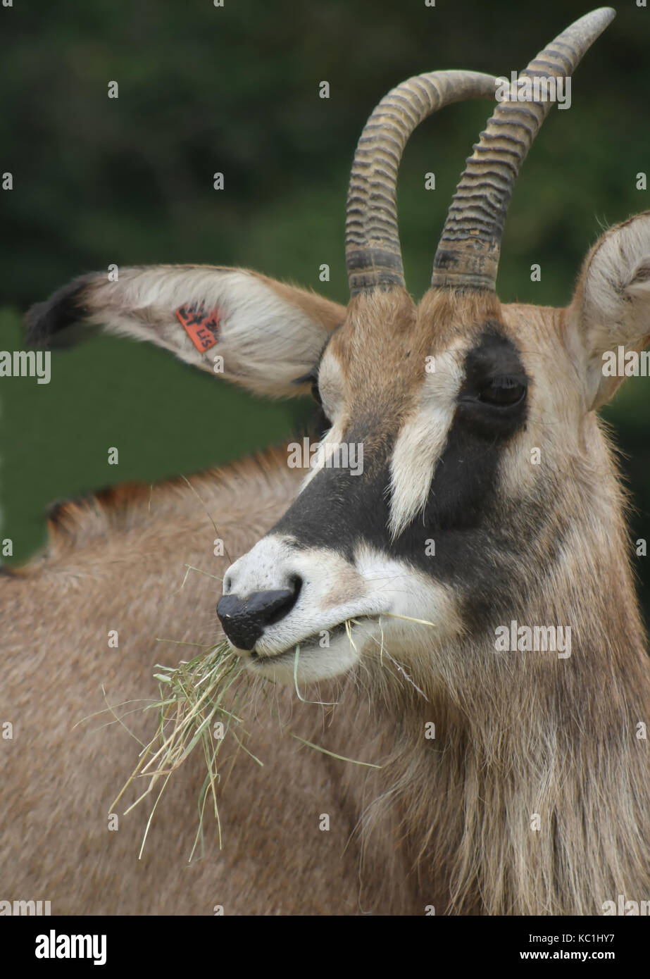 Antilope Roana (Hippotragus Equinus) (2) Stockfoto